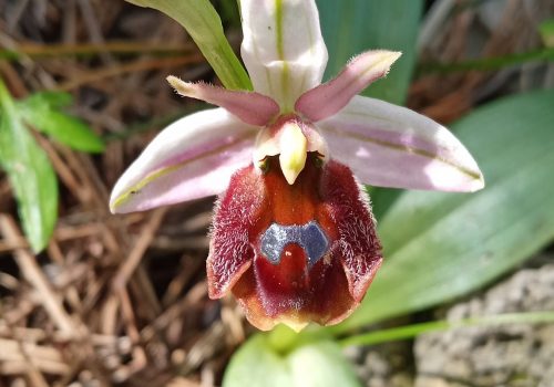 Ophrys argolica ssp. lucis2