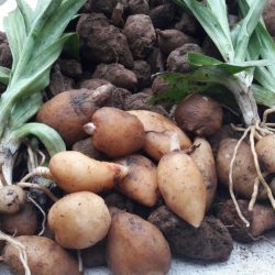 Salep Orkidesi Fidesi Karışık Türler 1 Kg - Görsel 5