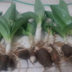 Salep Orkidesi Fidesi Karışık Türler 1 Kg