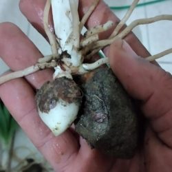 Salep Orkidesi Fidesi Karışık Türler 1 Kg - Görsel 3